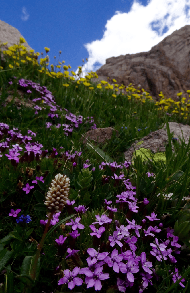 a-little-garden-on-moss-champion-bistort-and-many-other-flower-species-that-our-new-trail-protects