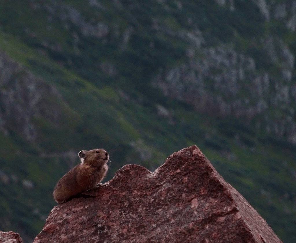 american-pika-giving-alarm-calls-in-the-morning