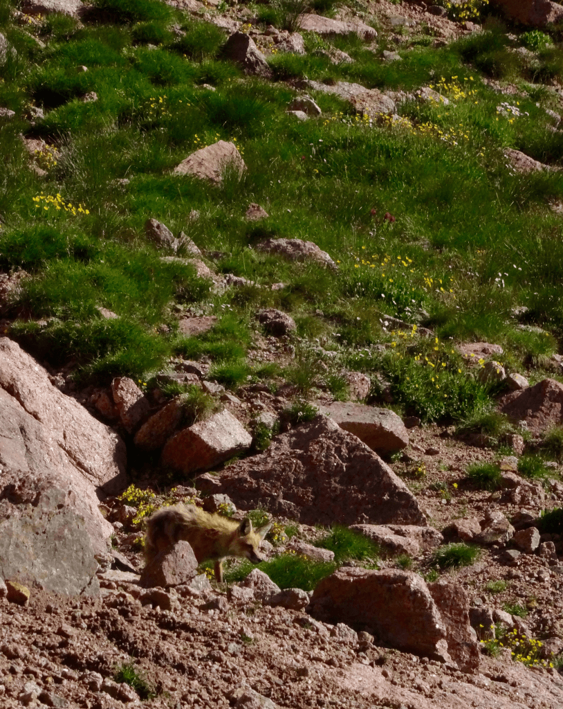 fox-sunbathing-before-hunting