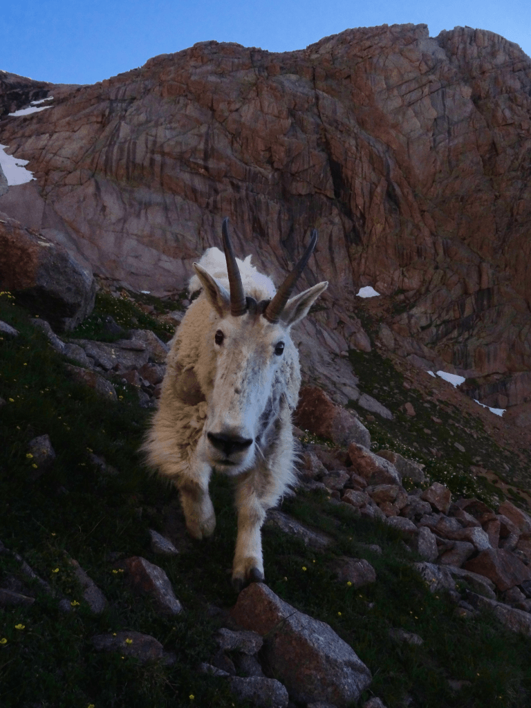 goat-at-worksite