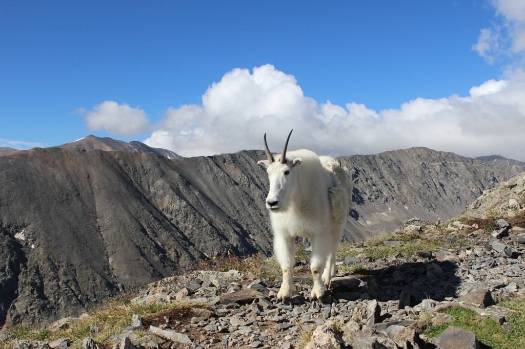 Mountain Goat on Quandary