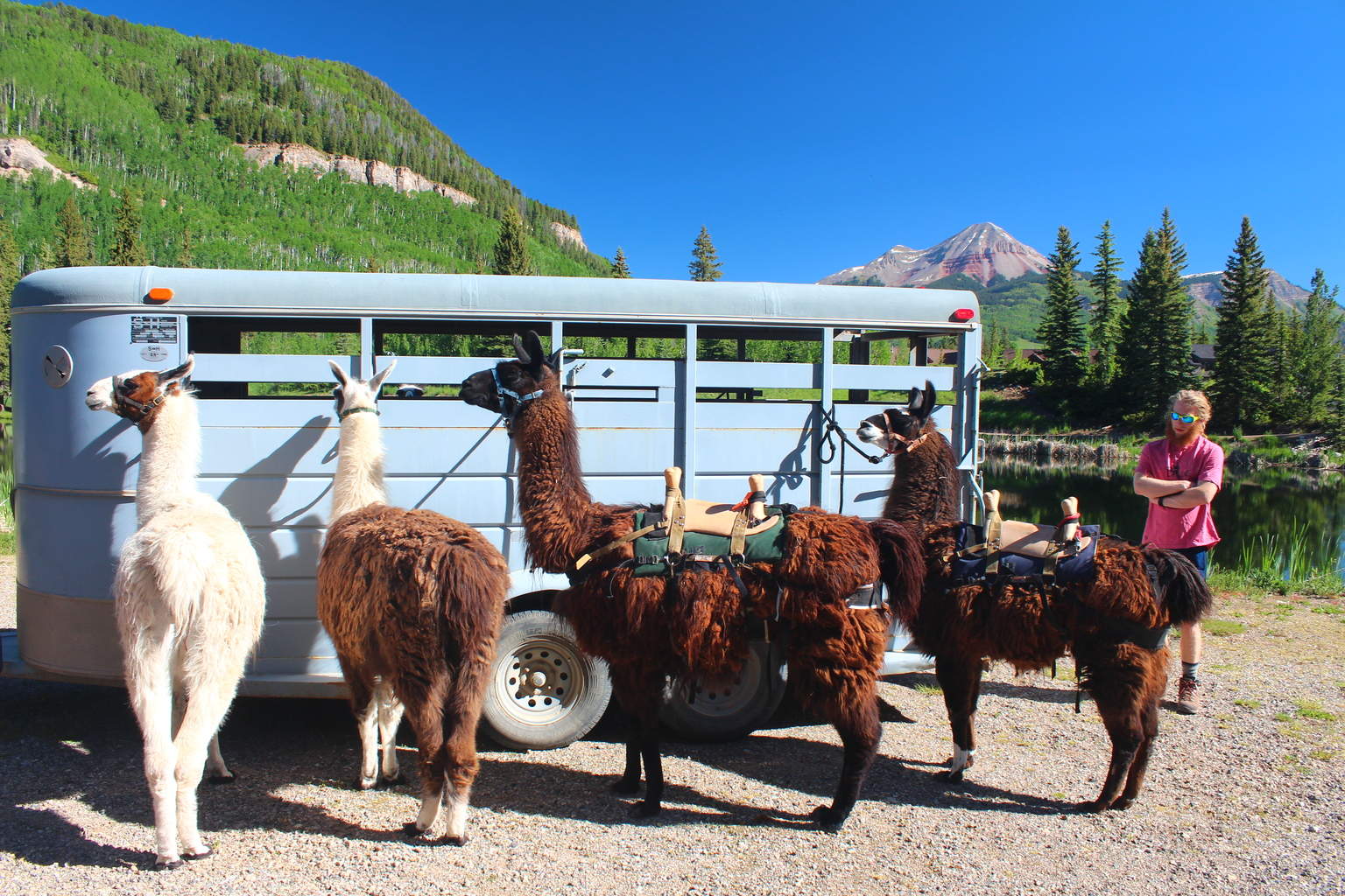 Meet the Llamas Colorado Fourteeners Initiative