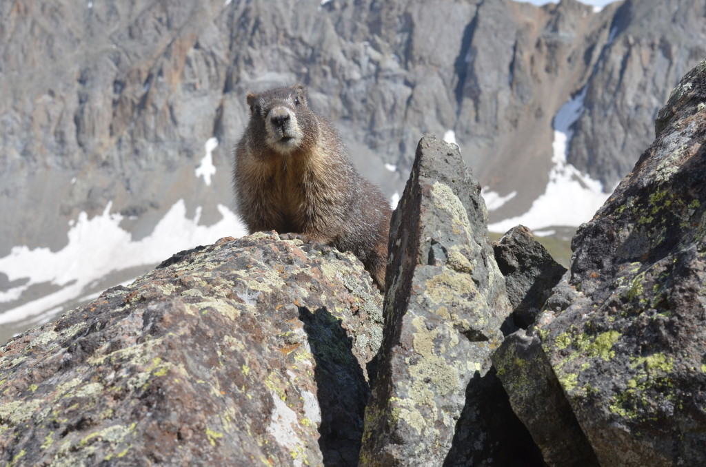 Marmot (aneesa)