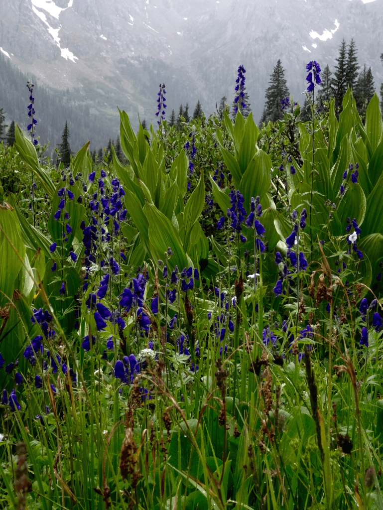 monkshood-and-false-hellebore-down-by-our-basecamp-on-a-cloudy-day