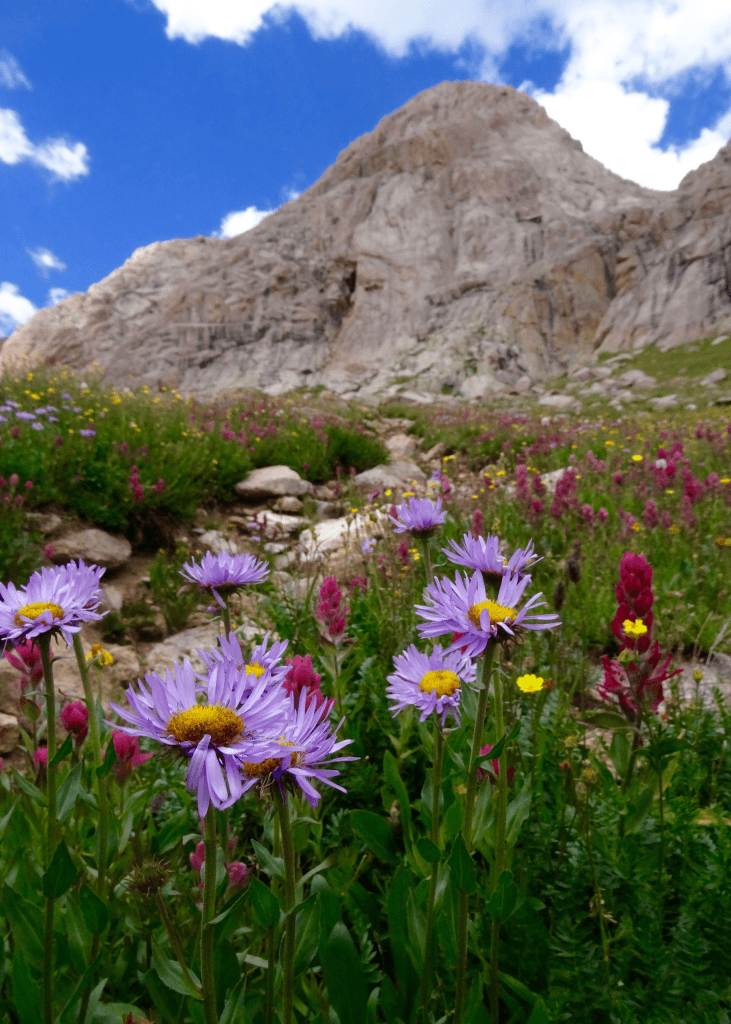 purple-asters-and-indian-paintbrush-below-the-worksite