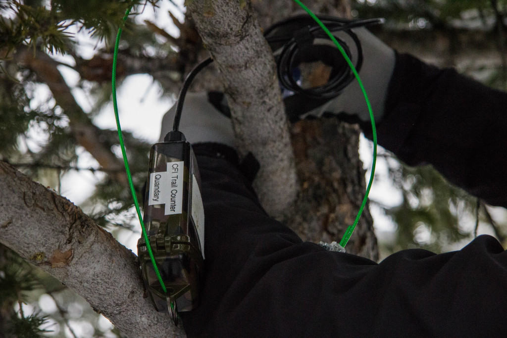 Tree Install - Close Up