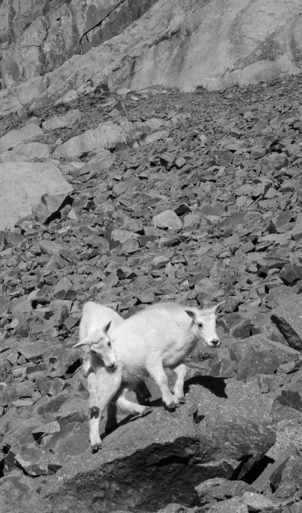 two-baby-goats-playing-in-the-talus