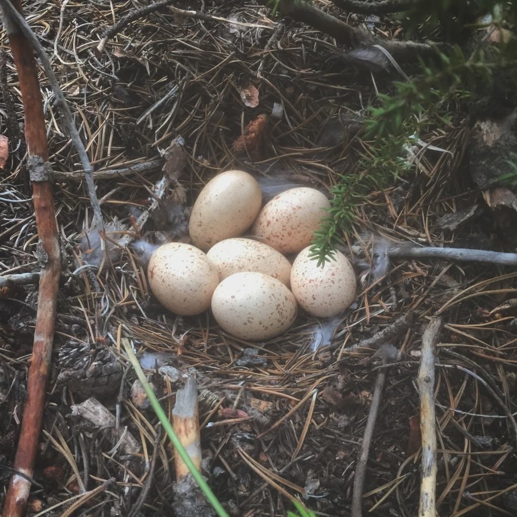 eggs